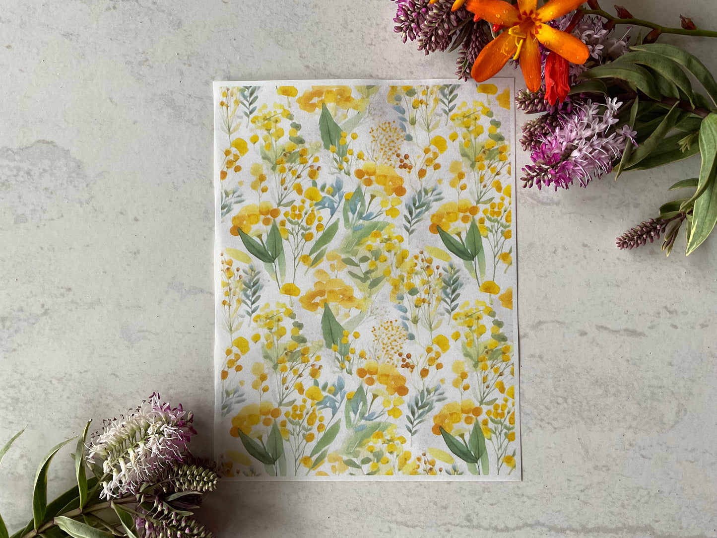 Golden Yellow Wattle & Watercolour Australian Botanicals Patterns - Colour Water Soluble Transfer 030